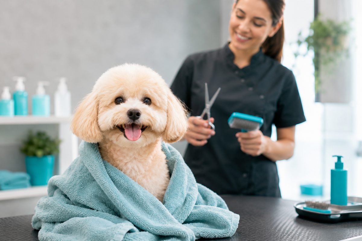Perro recién bañado envuelto en toalla en una estética canina